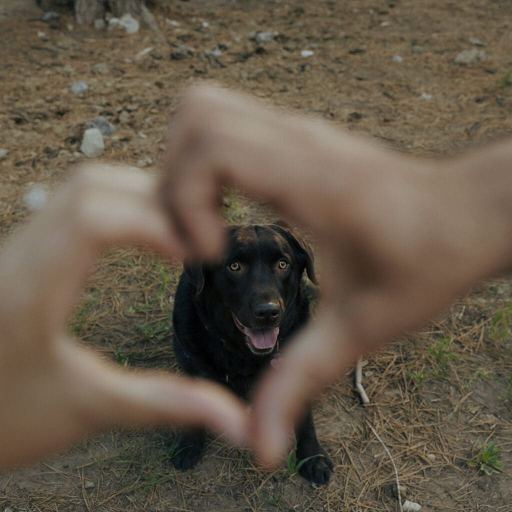couple making a heart with hands with dog in focus